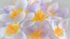 USA, Washington State, Seabeck. Close-up of crocus blooms. Art Print